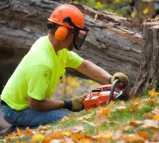 tree services Raceland